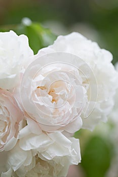 blossoming white roses