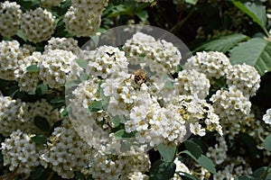 Blossoming white Spirea with bee. Spiraea bush