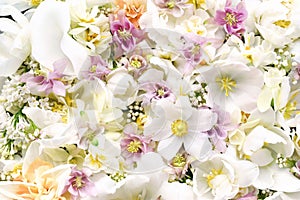 Blossoming white tulips and spring anemone flowers festive background, bright springtime bouquet floral card