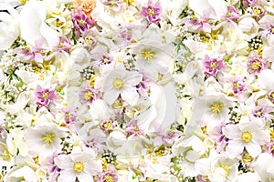 Blossoming white tulips and spring anemone flowers festive background, bright springtime bouquet floral card