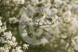 Blossoming whitethorn