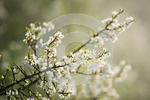 Blossoming whitethorn