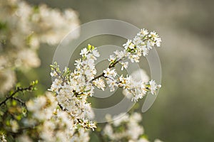 Blossoming whitethorn