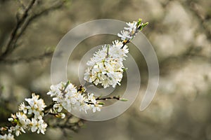 Blossoming whitethorn