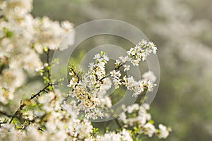 Blossoming whitethorn
