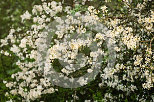 Blossoming whitethorn
