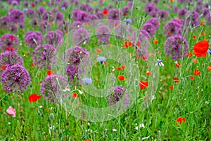 Blossoming wild broadleaf chives, allium senescens,growing on a sunny day in organic garden