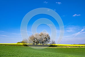 Blossoming wild cherry trees in agrarian landscape with flowering yellow canola in May. Growing green wheat field under blue sky.