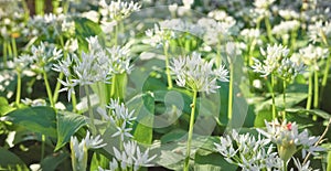 Blossoming wild garlic (Allium ursinum) in Gradowe Zbocze Nature Reserve