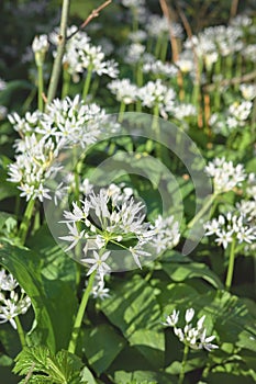 Blossoming wild garlic (Allium ursinum) in Gradowe Zbocze Nature Reserve