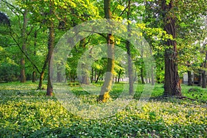 Blossoming wild garlic in the park in Nova Ves nad Zitavou village