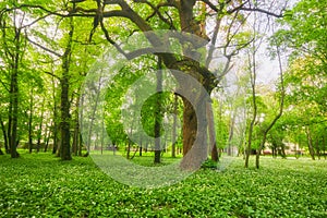 Blossoming wild garlic and old tree in the park in Nova Ves nad Zitavou village