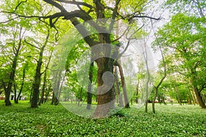 Blossoming wild garlic and old tree in the park in Nova Ves nad Zitavou village