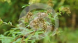 Blossoming wild hemp agrimony (Eupatorium cannabinum) flowers