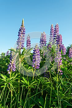 Blossoming wild lupines against blue sky