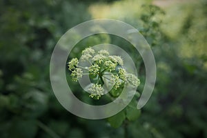 Blossoming wild parsley plant in sount France region