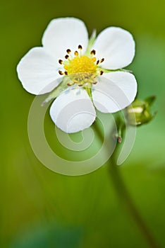 Blossoming wild strawberry