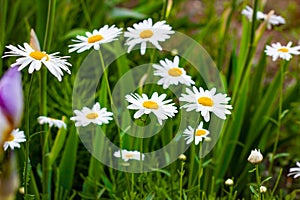 Blossoming wild white and yellow camomile flowers on green leaves and grass meadow background in summer.