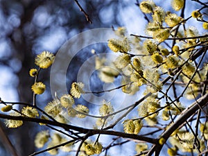 Blossoming willow branches against the background of trees and the blue sky. Spring background with pussy willow flowers