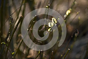 Blossoming willow flowers
