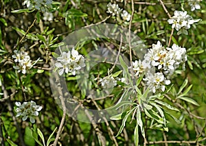 Blossoming of willow-leaf pear Pyrus salicifolia f. pendula. Spring