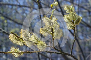 Blossoming willow tree