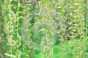 Blossoming willow tree in pastel green colors as a delicate spring background