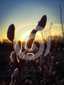 Blossoming willow tree on sunset background