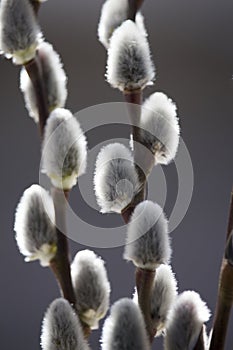 blossoming willow twigs backdrop