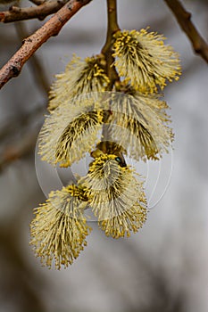 Blossoming willow twigs on a Sunny day.