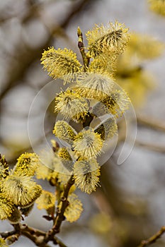 Blossoming willow twigs on a Sunny day.