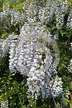 The blossoming wistaria (Wisteria Nutt.), close up