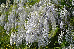 The blossoming wistaria Wisteria Nutt., inflorescences on branches photo