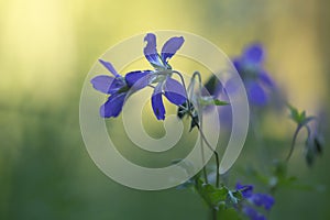 Blossoming wood cranesbill, Geranium sylvaticum flower