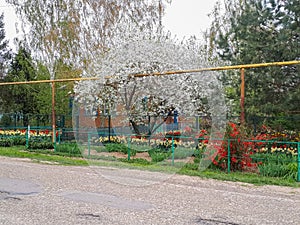 Blossoming wood and flowers on flowerbed. Spring in the garden