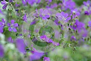 Blossoming woodland geraniums, Geranium sylvaticum photo