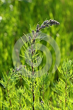 Blossoming of a wormwood