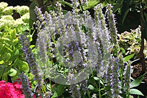 blossoming wrinkled giant hyssop