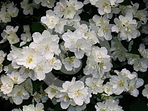 Blossoming yasmine photo
