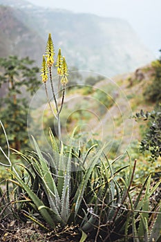 Blossoming yellow aloe vera plant in front of a fertile valley