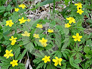 The blossoming yellow anemone Anemone ranunculoides L.