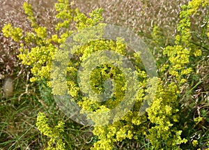Blossoming of a yellow bedstraw Galium verum L