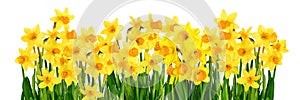 Blossoming yellow daffodils isolated on white photo
