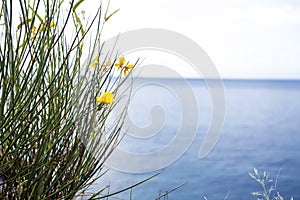 Blossoming, yellow flowers plant and blue sea,