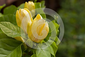 Blossoming yellow magnolia flower in the garden - brooklynensis Yellow Bird or Yellow lily tree, macro image, natural