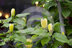 Blossoming yellow magnolia flower in the garden - brooklynensis Yellow Bird or Yellow lily tree, macro image, natural