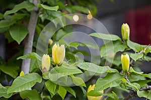 Blossoming yellow magnolia flower in the garden - brooklynensis Yellow Bird or Yellow lily tree, macro image, natural