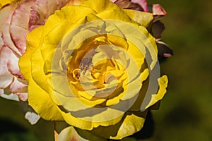 Blossoming yellow rose in summer garden, natural light,vertical