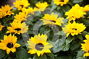 Blossoming yellow sunflowers