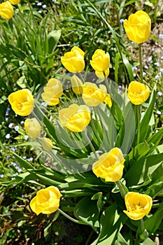 The blossoming yellow tulips, Golden Tycoon grade photo